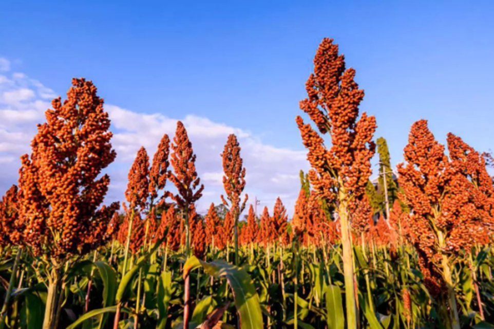 泸县：男子摸黑“丰收”高粱，次日民警就上门