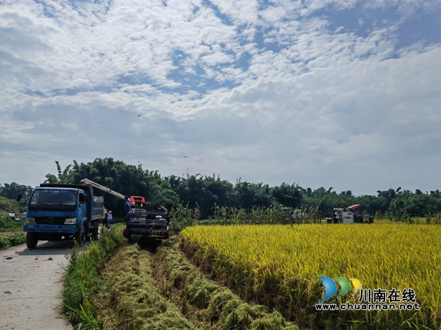 机收水稻现场（曾佐然摄）.jpg