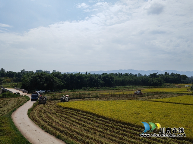 泸县机收水稻（曾佐然摄）.jpg