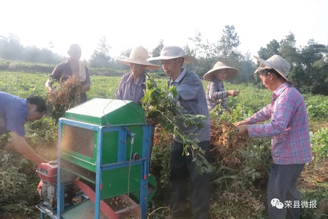 自贡荣县：收花生喽！快来尝尝这份人间清甜