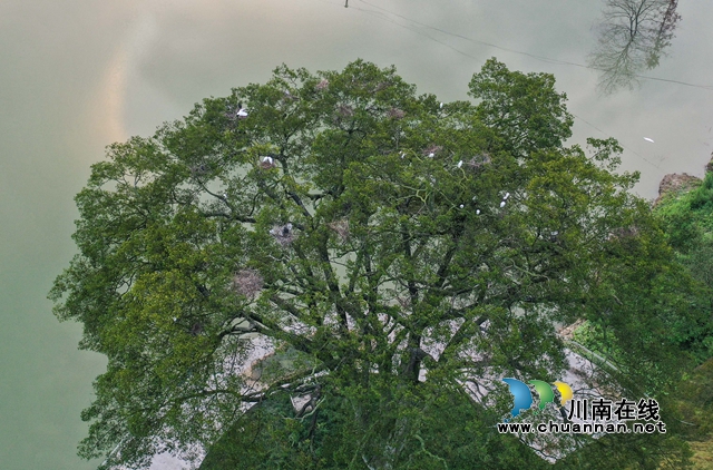 农旅融合赋能乡村振兴|泸州:正在崛起中的“南翼”样板(图8) 9、观文千鸟树景观.jpg