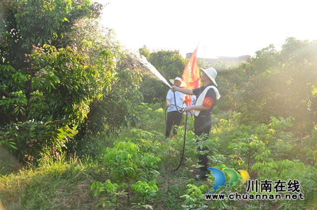 给龙眼树浇灌（余翔摄）.jpg