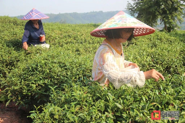 富顺县：幸福生活“品”出来，茶香吹开致富路