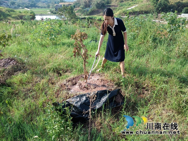 泸县云龙镇：多措并举，助力乡贤抗旱保收
