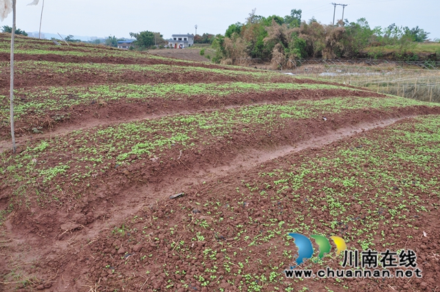 儿菜苗地（余翔摄）.JPG