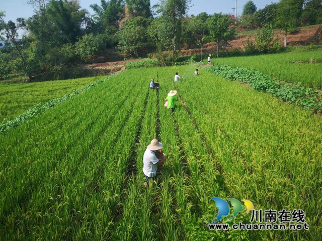 施再生稻肥料促芽肥1（陈传敏摄）.jpg