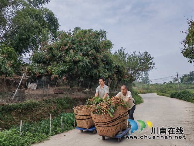 江叔元推着龙眼去销售（曾佐然摄）.jpg