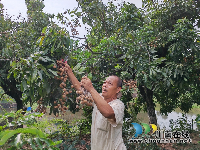 江叔元采摘龙眼（曾佐然摄）.jpg