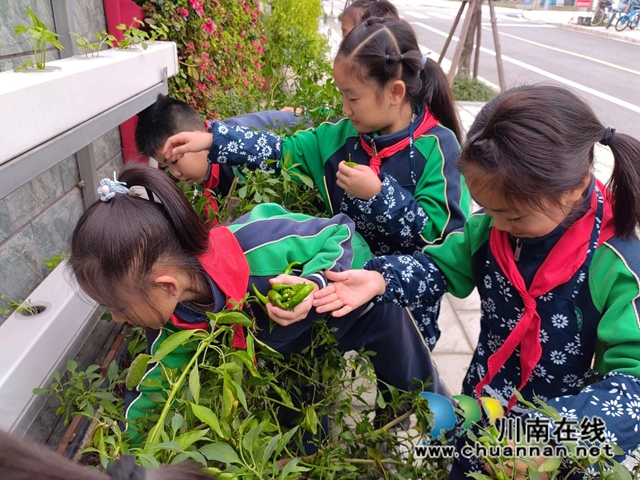 孩子们采摘辣椒（施晓结摄）.jpg