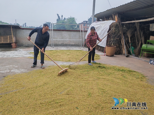 晾晒再生稻谷（曾佐然摄）.jpg