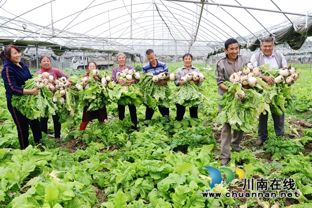 村民采摘萝卜 杨尚威摄.jpg