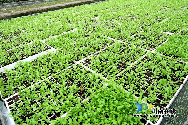 在泸州市龙马潭区金龙镇曹坝村金坝蔬菜基地保温育苗大棚内，上千个漂浮育苗盘整齐地漂在水面上，微风拂过，随风摇曳。 (1).JPG