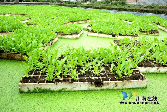 在泸州市龙马潭区金龙镇曹坝村金坝蔬菜基地保温育苗大棚内，上千个漂浮育苗盘整齐地漂在水面上，微风拂过，随风摇曳。.JPG