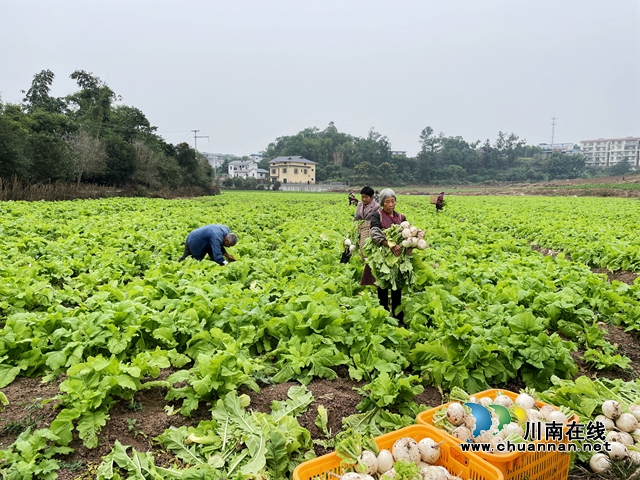 大棚周围，20余亩萝卜长势喜人，一片茵绿，村民们正背着背篓，在田间采摘新鲜的萝卜。 (1).jpg