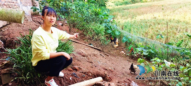 纳溪：“97后”女孩返乡养土鸡，抖音助力不够卖