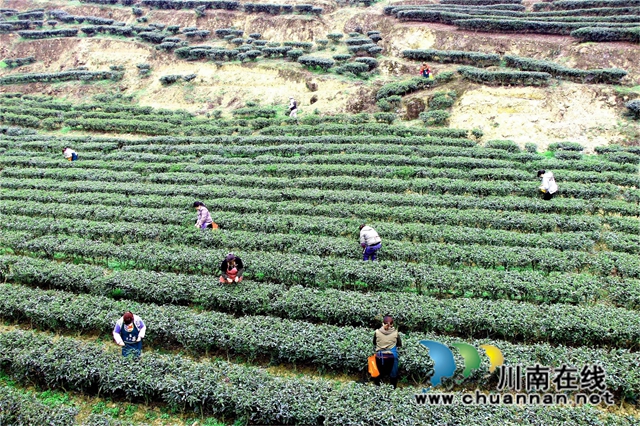 民政茶场.JPG