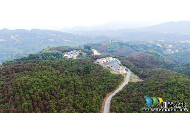 纳溪区:融入“一体”发展 青山绿水绘就全域旅游生态画卷(图2) 上马镇黄桷坝村万亩红豆杉.jpg