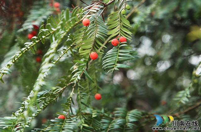 纳溪区：融入“一体”发展 青山绿水绘就全域旅游生态画卷