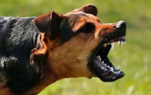 西南医大中医院动物致伤中心·犬伤门诊开诊！