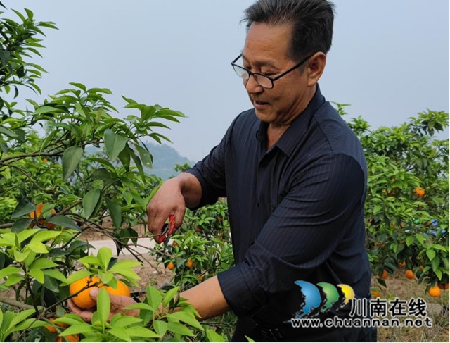 合江县符阳街道：“滨橙大叔”吴家宾，争做产业发展的带头人