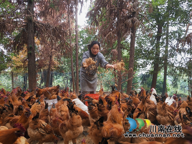 办经销店，打春节牌｜泸县“鸡司令”童琼：白龙塔跑山鸡跑出新名堂