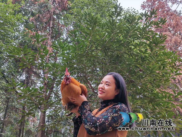 童琼展示她饲养的跑山鸡1（曾佐然摄）.jpg