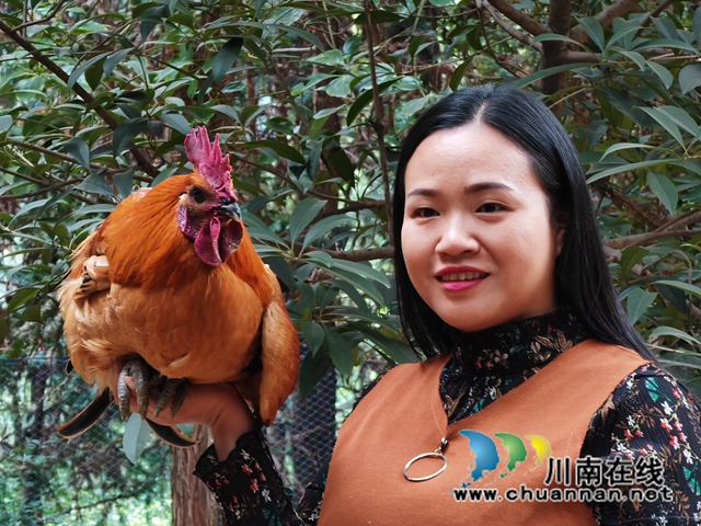 童琼展示她饲养的跑山鸡（曾佐然摄）.jpg