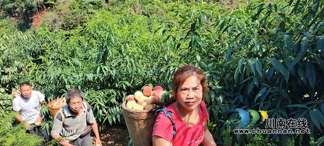 图：苹果桃成了富民产业.jpg