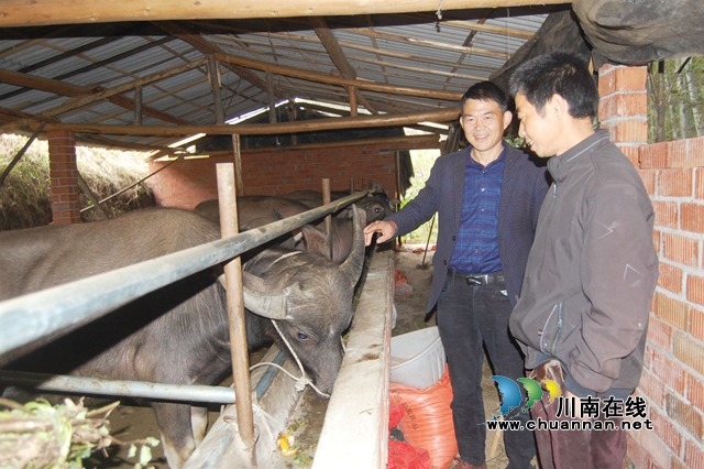 易祖彬（左）了解村民水牛养殖情况.JPG