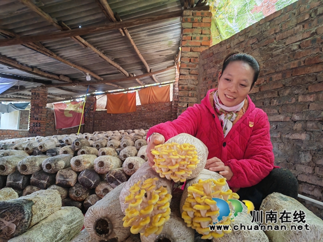玉皇菇惹人爱（曾佐然摄）.jpg