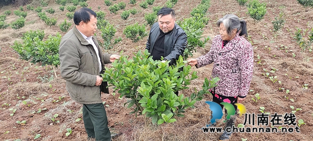 图2：给村民讲解冬季佛手管理技术.jpg