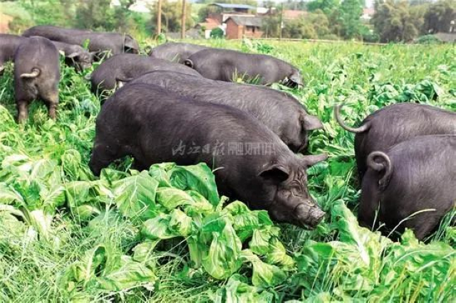 年售2万吨！“内江黑猪”打入成渝“双圈”市场——