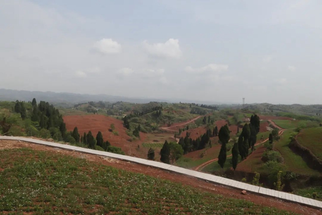 荣县：中药材种植为乡村振兴开“良方”