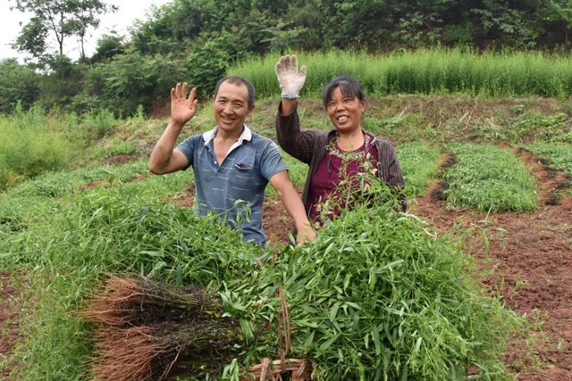 從這個基地裡走出來的藿香,薄荷等,已被村民們成功種植,因為這裡出產