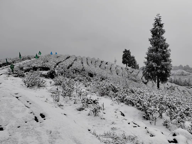 宜宾天宫山下雪图片