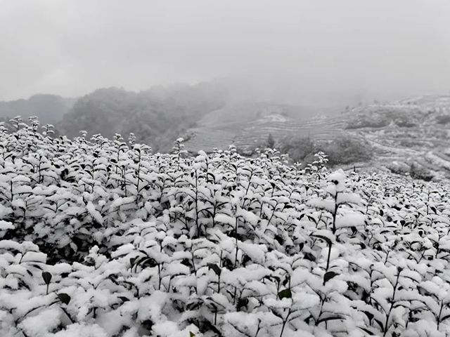 宜宾天宫山下雪图片