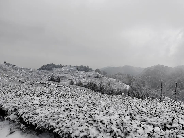 宜宾天宫山下雪图片