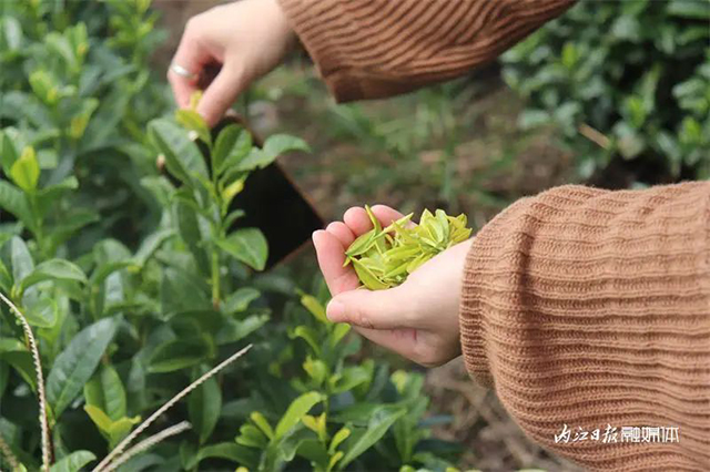 一年“找”两亿！内江这里的“三高”很吃香——