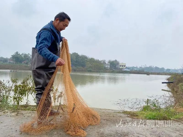 急！隆昌养殖户近10万斤鱼“愁卖”，谁来帮帮他