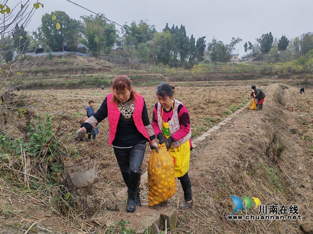 村民转运土豆（曾佐然摄）.jpg