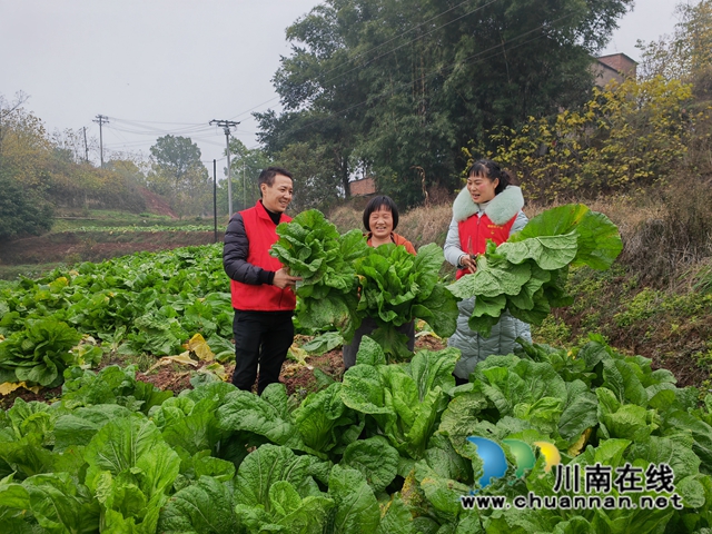 采收蔬菜1（曾佐然摄）.jpg