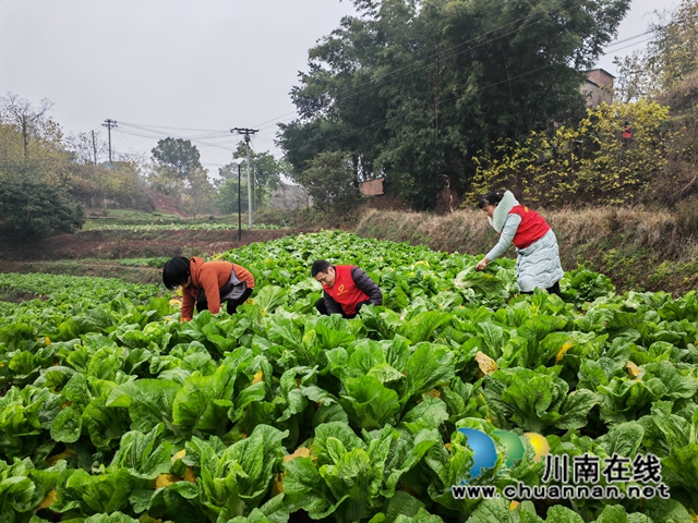 采收蔬菜（曾佐然摄）.jpg
