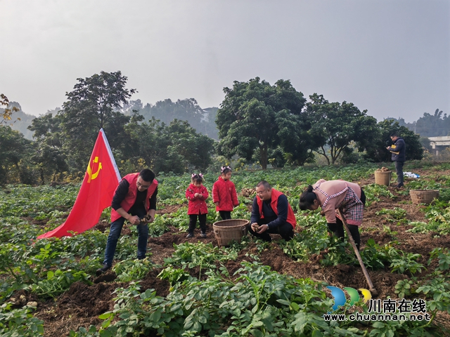 海潮镇志愿者体验秋洋芋采收（曾佐然摄）.jpg
