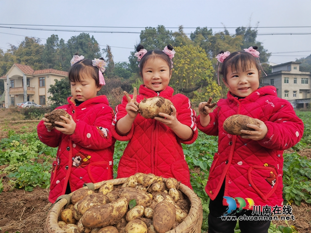 孩子们看到秋洋芋笑了（曾佐然摄）.jpg