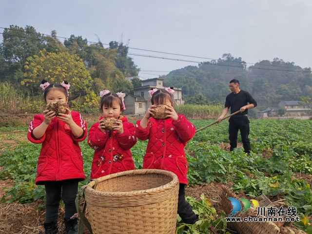 孩子们采收秋洋芋（曾佐然摄）.jpg