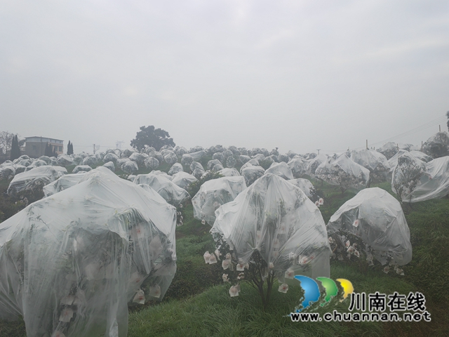 柑橘留树保鲜（曾佐然摄）.jpg