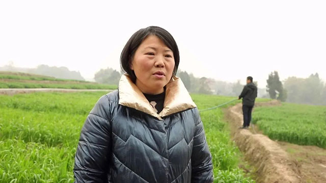 合江县法王寺镇:不负好春光,小麦春管正当时(图4) 4.jpg