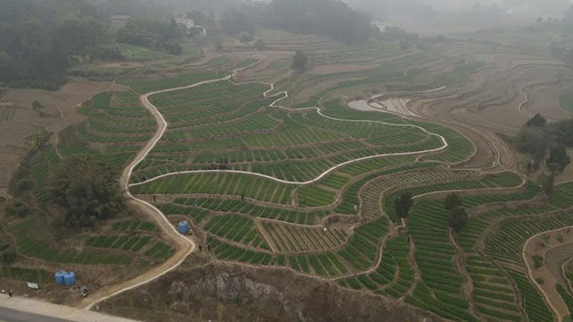 合江县法王寺镇:不负好春光,小麦春管正当时(图5) 5.jpg