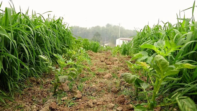 合江县法王寺镇:不负好春光,小麦春管正当时(图6) 6.jpg