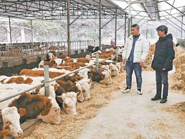 重金支持！内江出台“15条”养它们